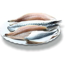 FILETTO DI SGOMBRO